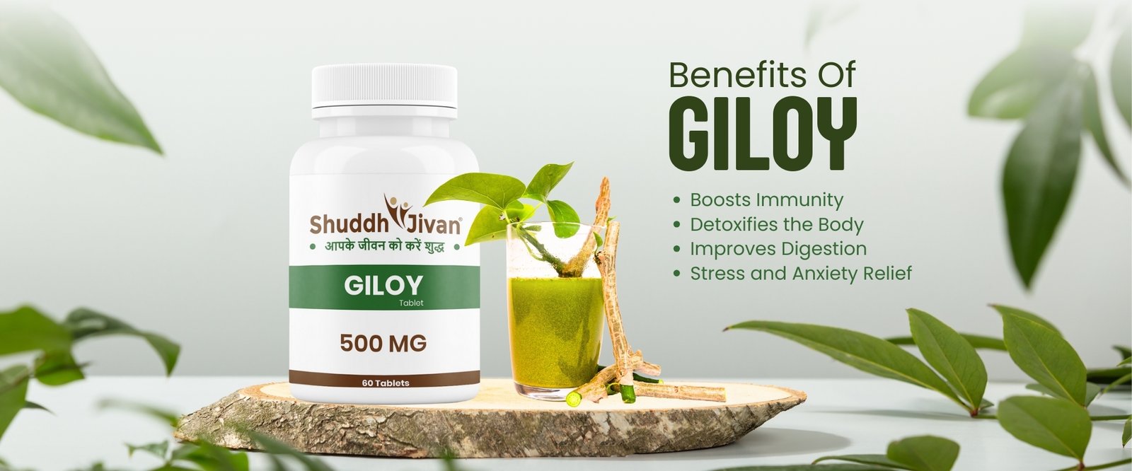 banner-giloy